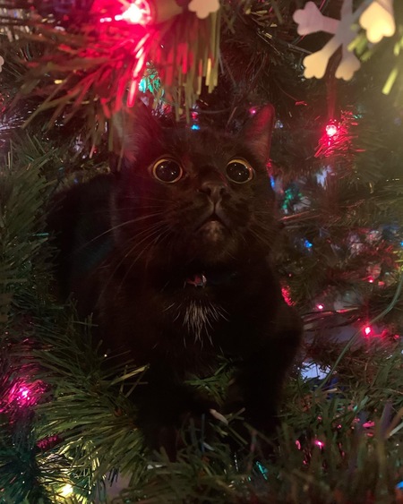 Stella