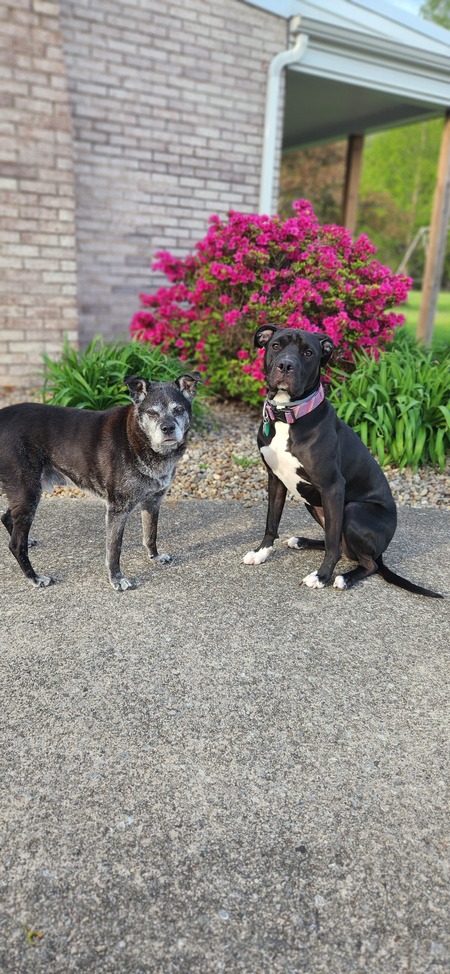 Buddy & Bluey