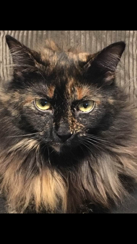 Sassenach