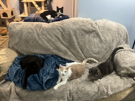 Storm, Raven, Bleu, Waldo