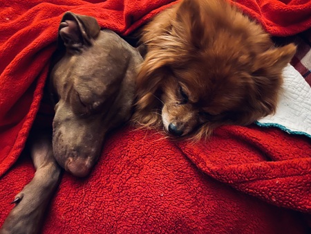 Abbey & Rusty