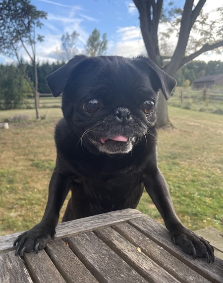 Zuzu