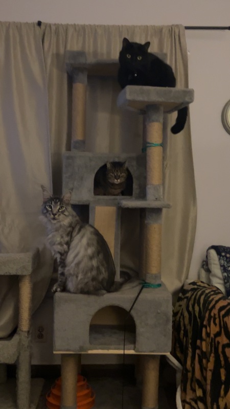 Top is Sassy , middle  Luna Lu, bottom  Otis 