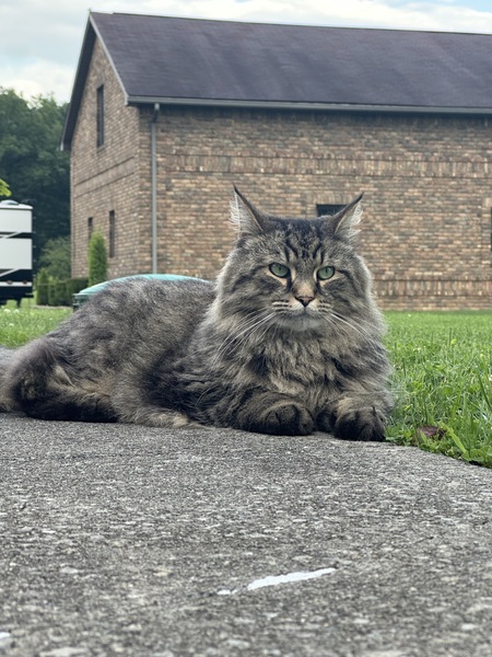 Finn