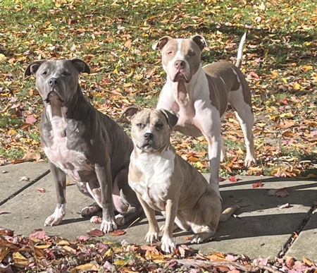 Denver, Josie and Ace