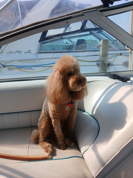 Ringo