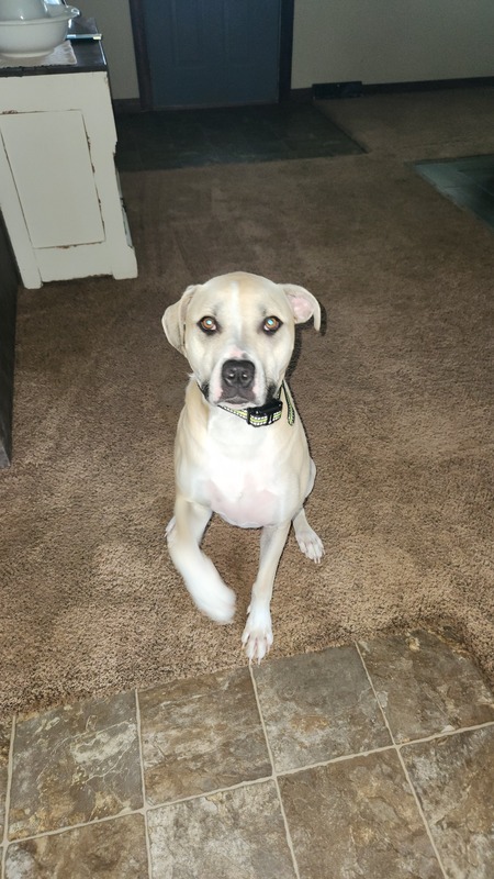 Sarge