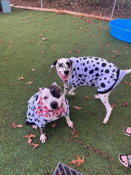 Nala, Lilo