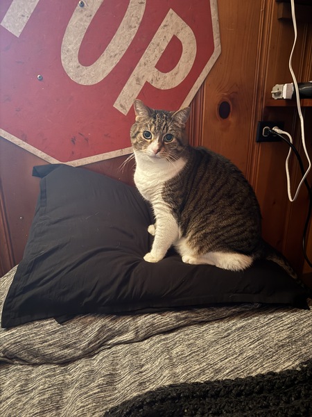 Entry image for Murphy. Clicking this image will show a larger photo