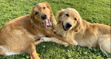 Entry image for Remmy & Titan. Clicking this image will show a larger photo