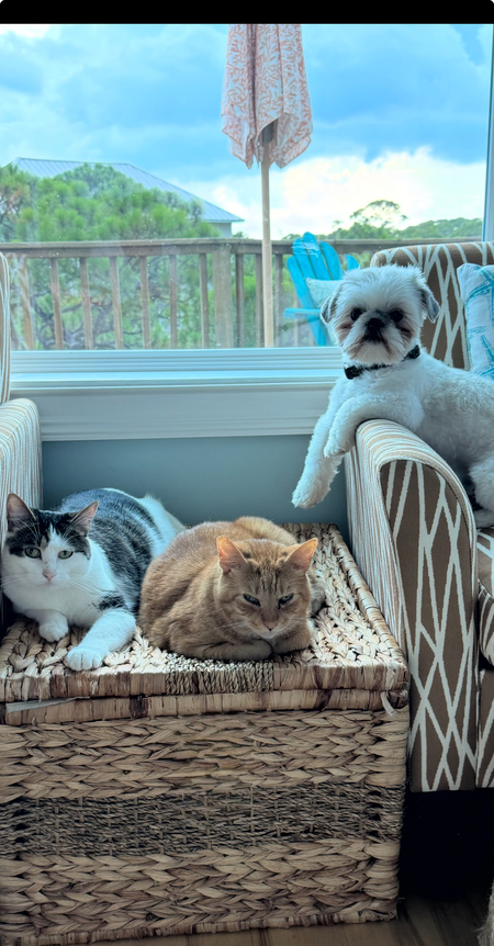 Entry image for Luna, Chester & Luka. Clicking this image will show a larger photo