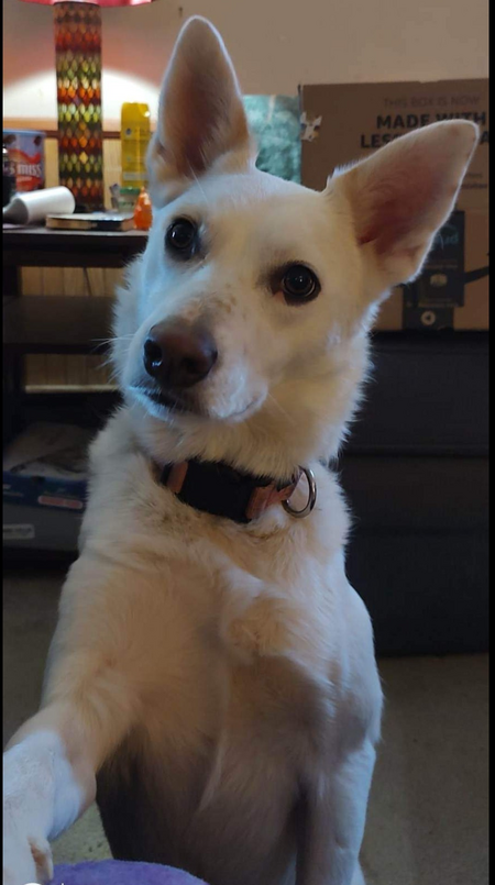 Entry image for Nova. Clicking this image will show a larger photo