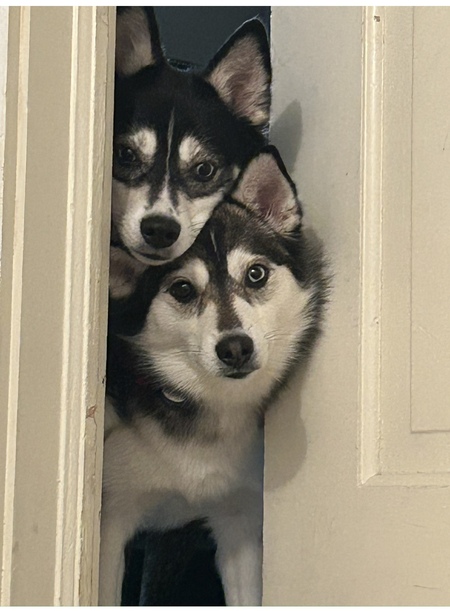 Entry image for Indie and skya. Clicking this image will show a larger photo