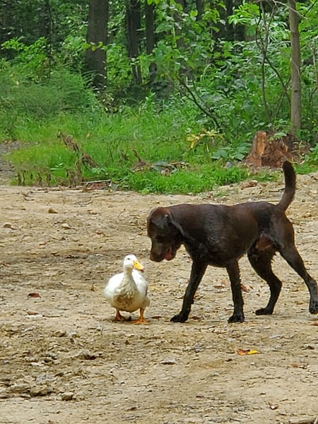 Entry image for Ezra & Decoy. Clicking this image will show a larger photo