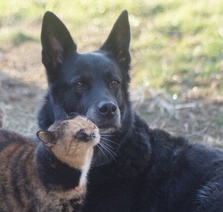 Entry image for Cheveyo (dog) Callie  (cat). Clicking this image will show a larger photo