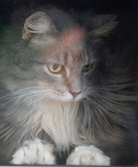 Entry image for Little Fluff. Clicking this image will show a larger photo