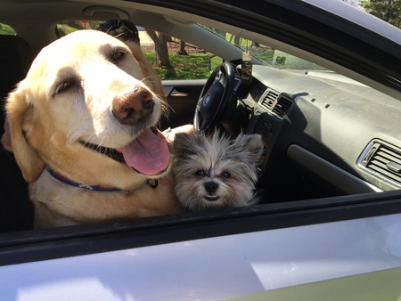 Entry image for  Timber and Pippa . Clicking this image will show a larger photo