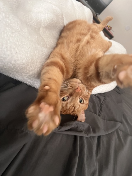 Entry image for Tigger. Clicking this image will show a larger photo