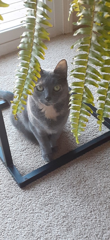 Entry image for Kitty. Clicking this image will show a larger photo