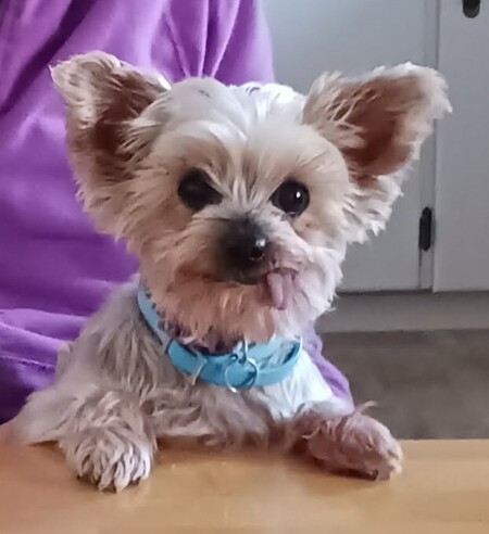 Entry image for Chloe. Clicking this image will show a larger photo