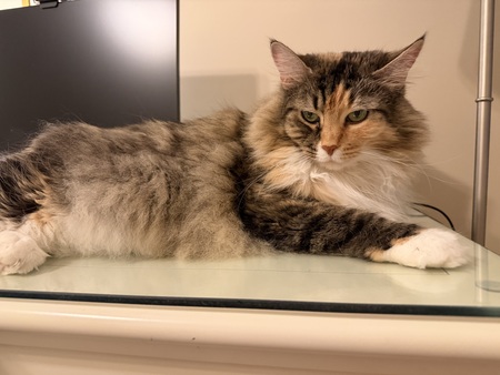 Entry image for Simba. Clicking this image will show a larger photo