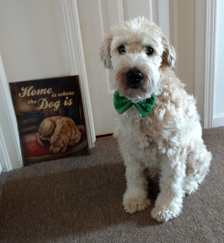 Entry image for Cooper. Clicking this image will show a larger photo