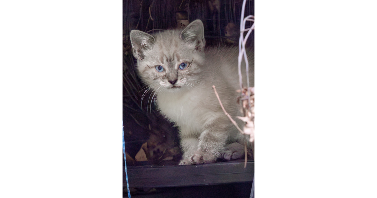 Vote for Twinkie ANGELS for ANIMALS® 2026 Calendar Contest