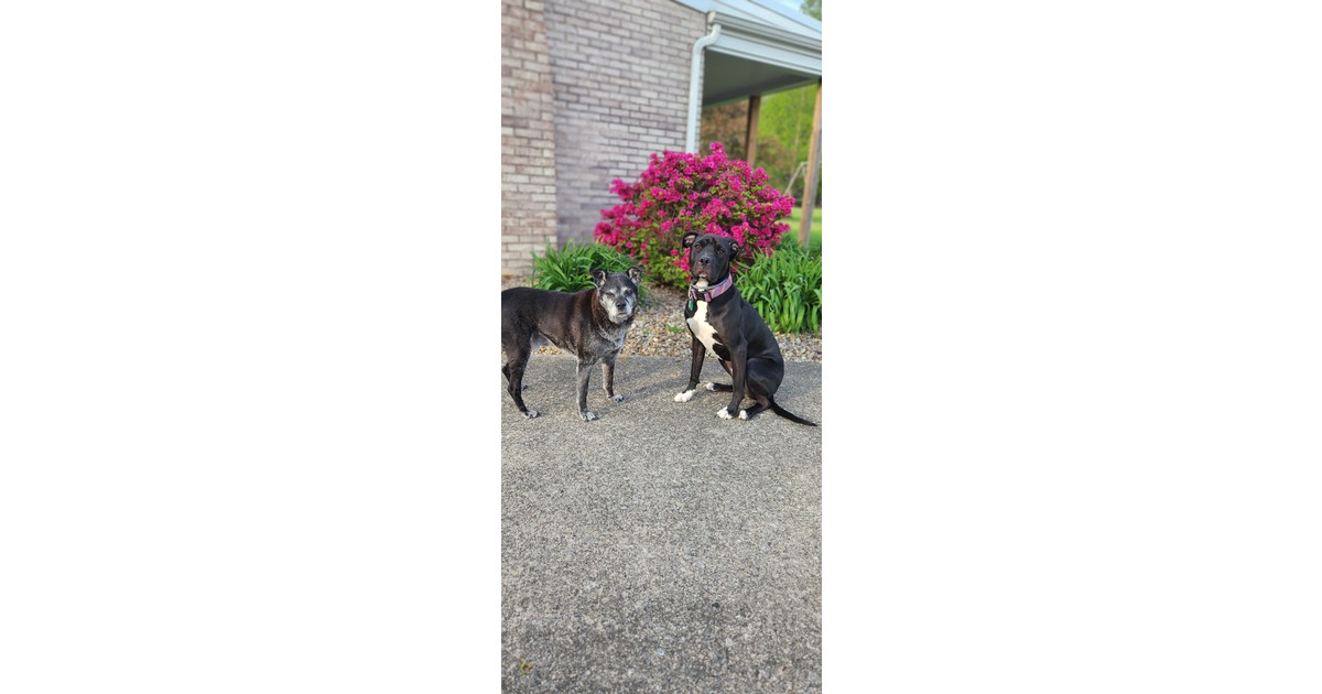 Vote for Buddy & Bluey ANGELS for ANIMALS® 2026 Calendar Contest