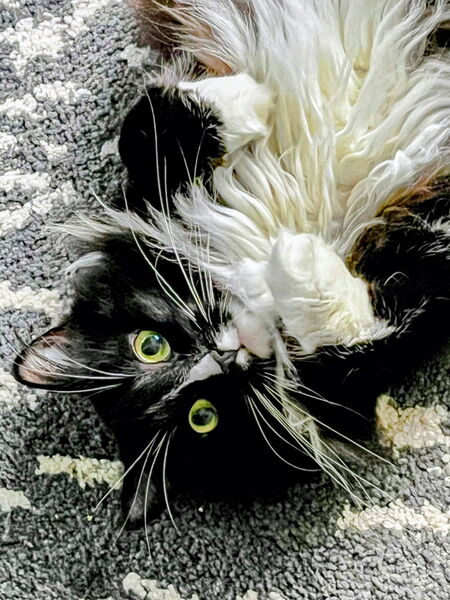 Ori