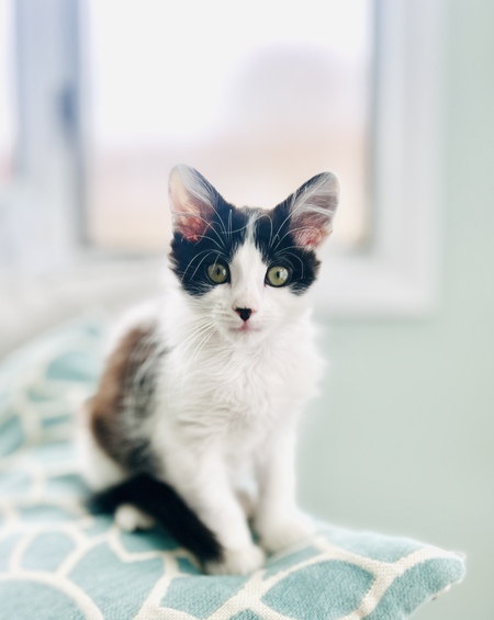 Juno