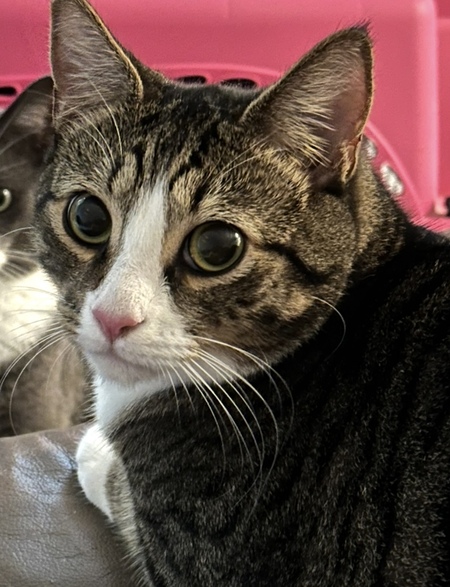Linus The Purr Machine Zirps
