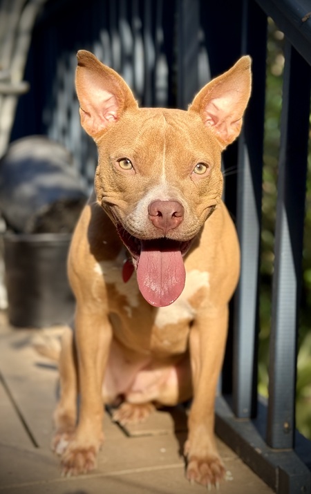 Nutmeg