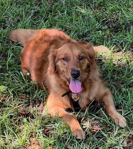 Tater (adoption name Sandy)