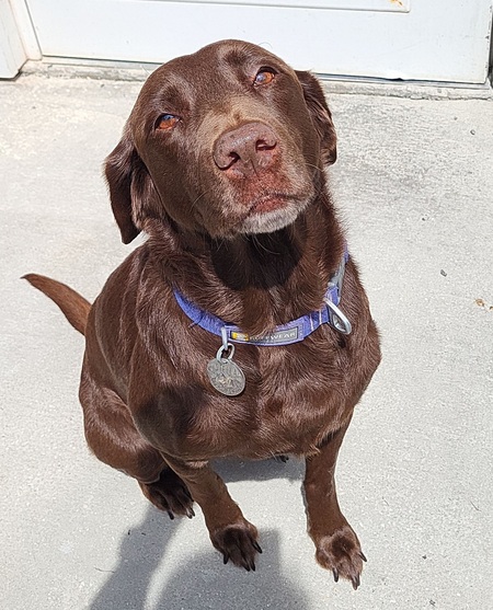 Stella