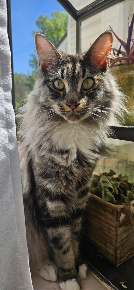 Murphy Cat