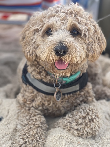 Bella