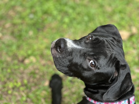 Piper