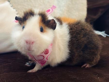 Binky