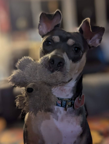 Midgie 