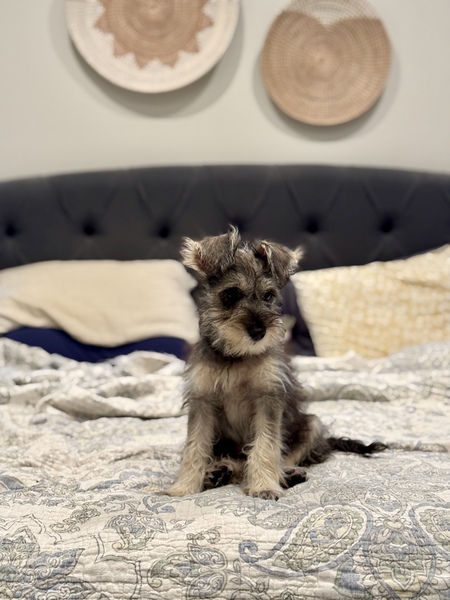 Archie