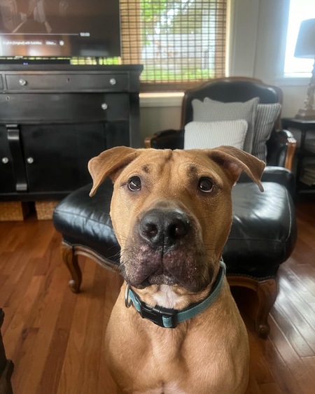 Frankie