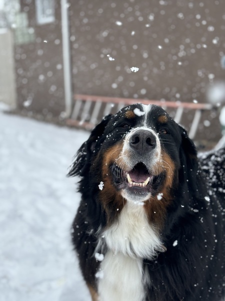 Sawyer