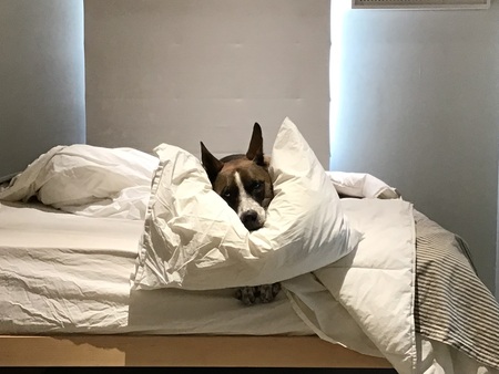 Cora
