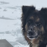Entry image for Buddy 