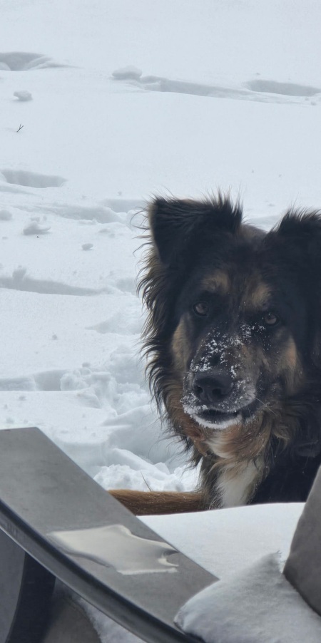 Entry image for Buddy . Clicking this image will show a larger photo