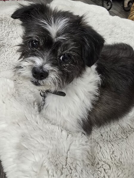 Entry image for Callie. Clicking this image will show a larger photo