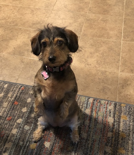 Entry image for Ellie Mae. Clicking this image will show a larger photo