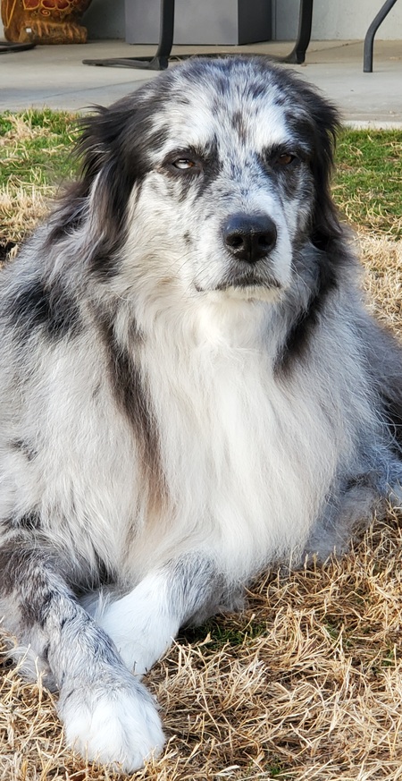 Entry image for Gunnar. Clicking this image will show a larger photo