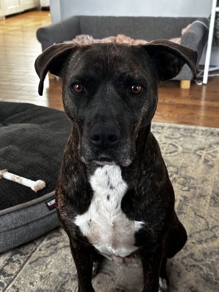Gracie