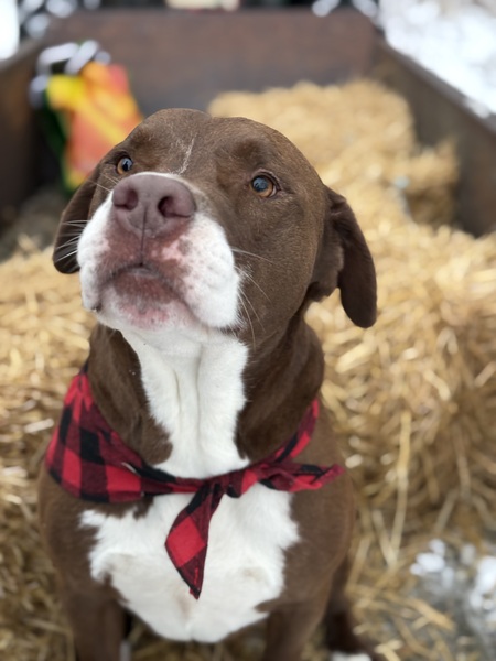 Roscoe